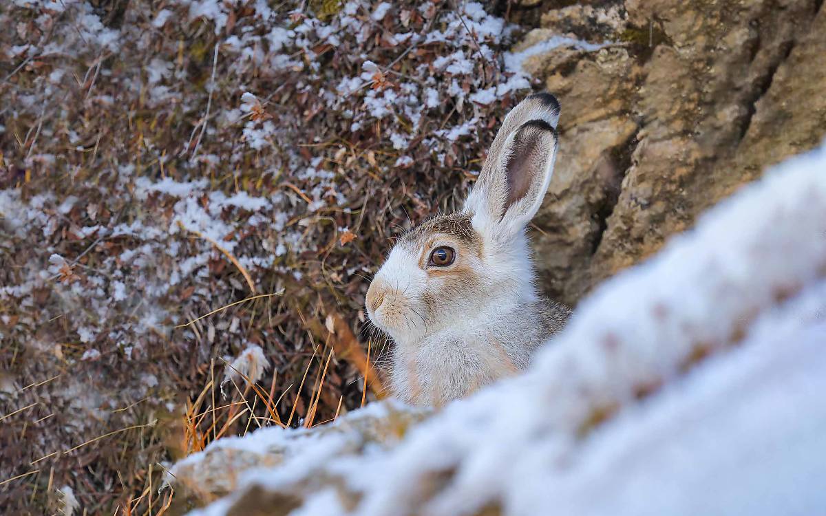 Wenn der Schnee schmilzt, schwindet auch die weiße Pracht des Schneehasen. Ab April wird sein Fell scheckig und schließlich braun.