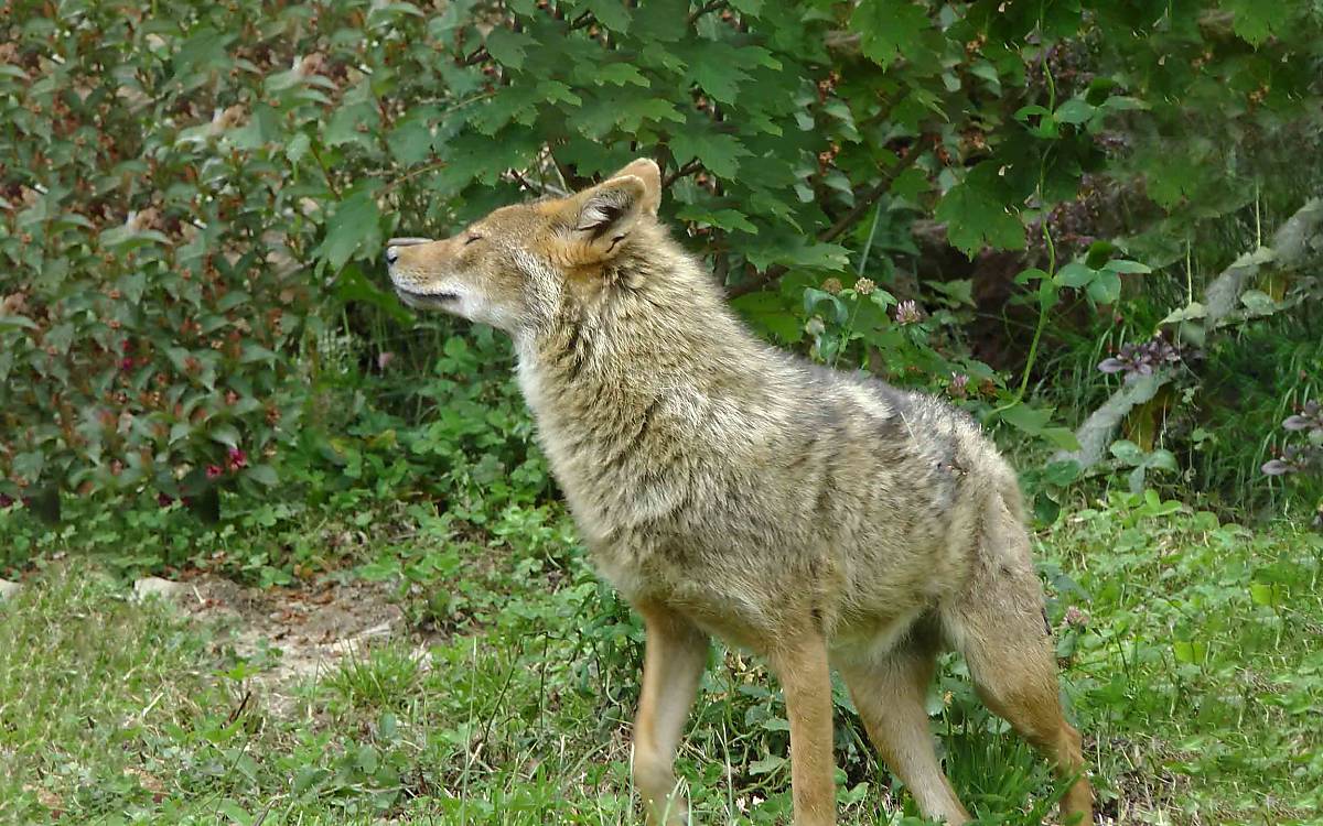 Augen zu, Nase in den Wind: Ein Goldschakal nimmt Witterung auf.