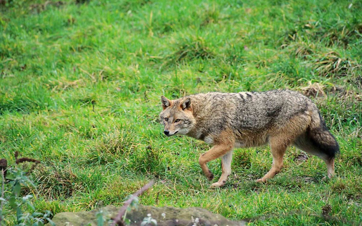 Wo er auftaucht, nimmt der Fuchs reißaus: Füchse meiden die Nähe von Goldschakalen.