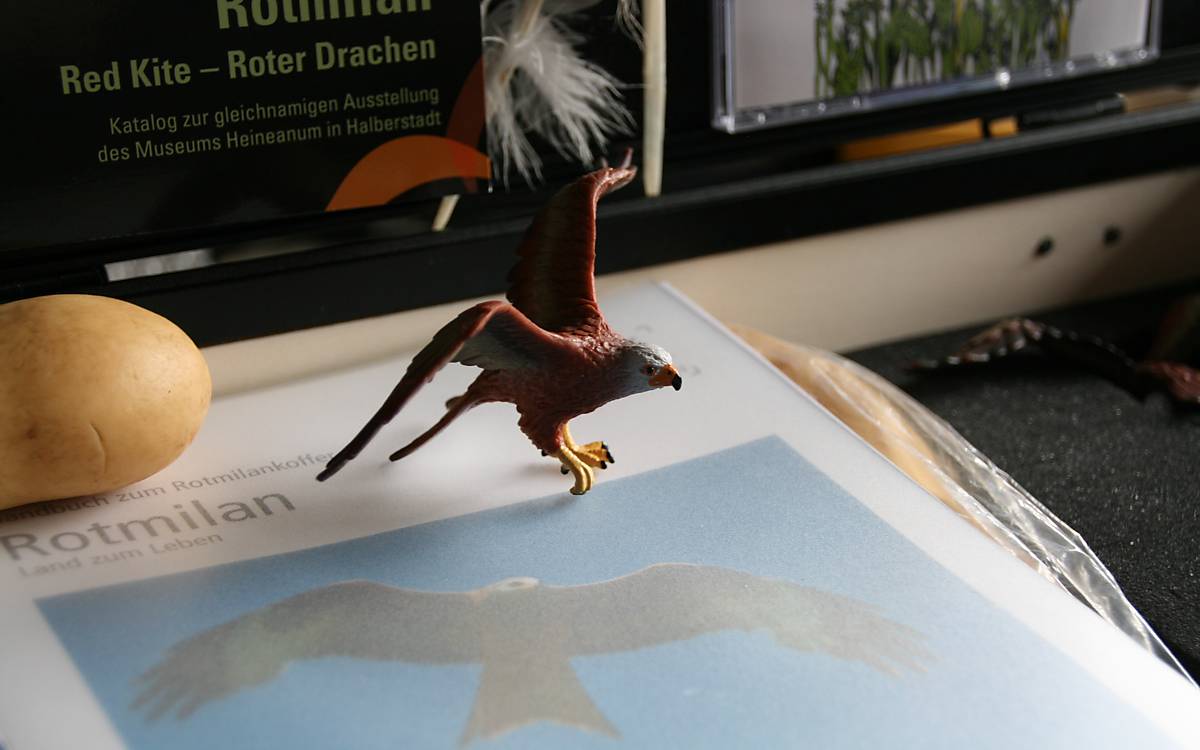So sieht der Rotmilan aus