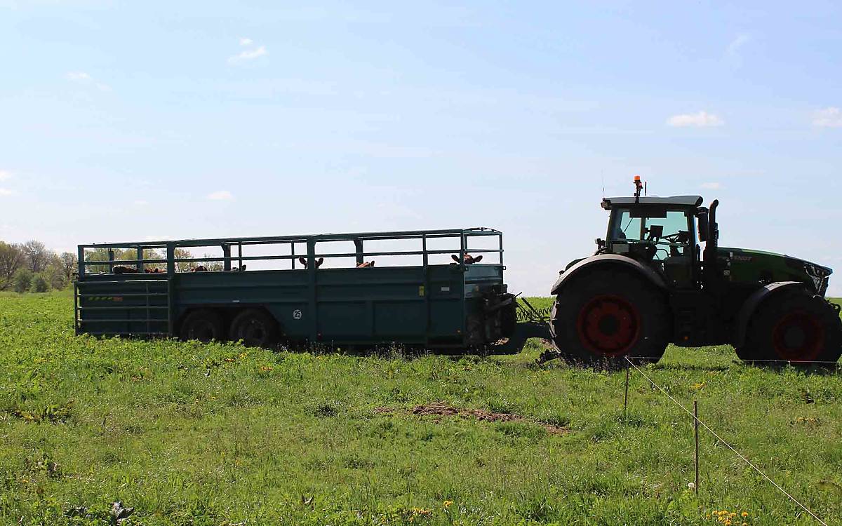 Bestes Wetter für eine Ausfahrt: Unter strahlend blauem Himmel rumpeln Traktor und Anhänger der Weide entgegen.