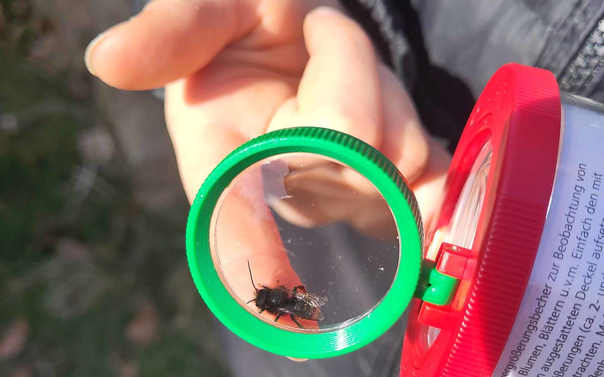 Eine Wildbiene wird mit der Becherlupe betrachtet.