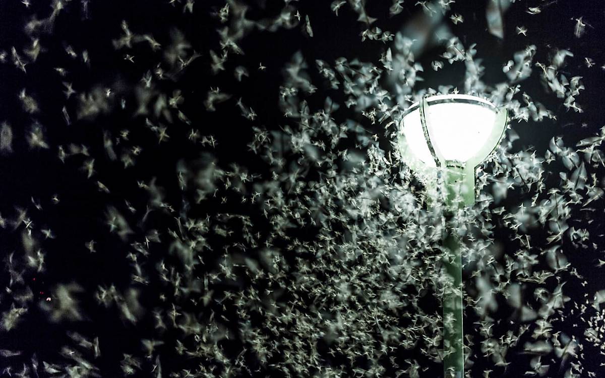 Flattern bis zur Erschöpfung: Insekten umschwirren eine Laterne in der Nacht.