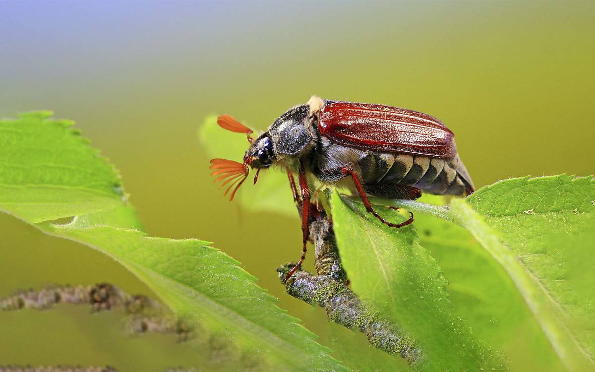 Maikäfer