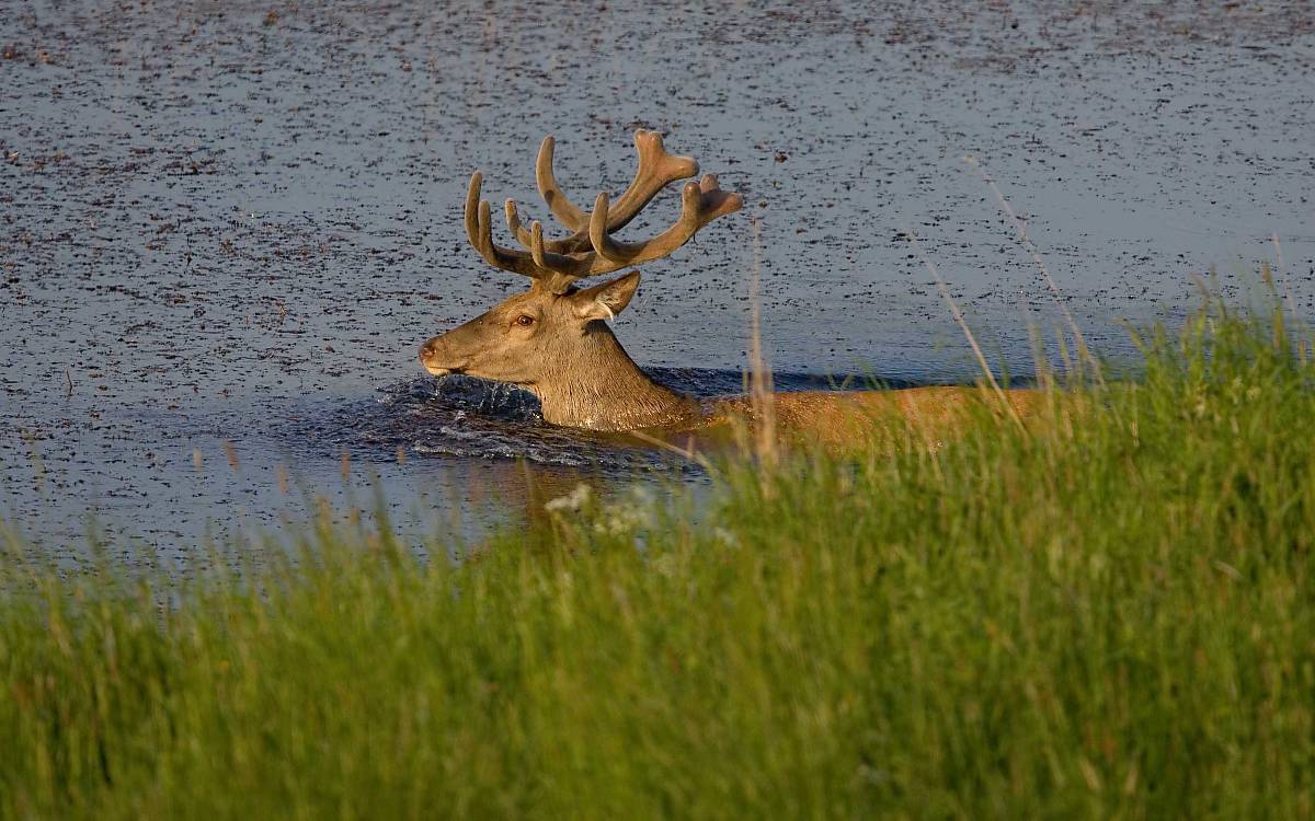 Rothirsch im Wasser