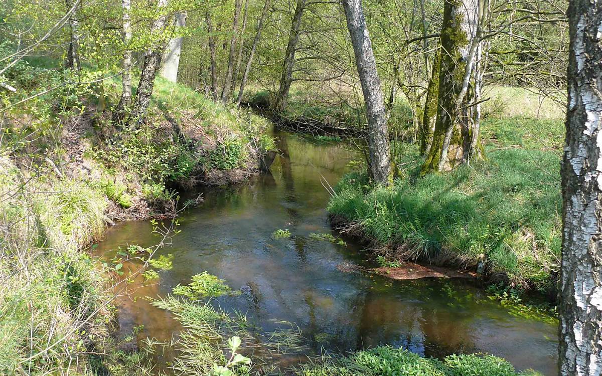 Unangetastet: Die Fintau auf unseren Stiftungsflächen in Eggersmühlen wurde nicht begradigt und sucht sich ihren Weg durch die Landschaft.
