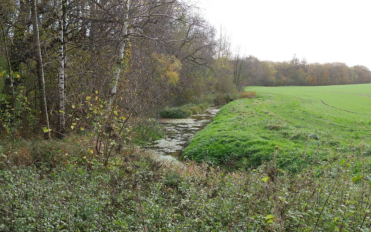 Reaktiviert: Auf der Nationalen Naturerbefläche Hornshagen werden alte Stauwehre wieder genutzt, um die Bodenfeuchte im Moorwald zu erhöhen.