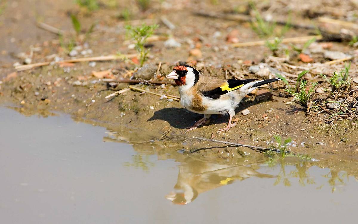 Ich habe Durst: Ein kleiner Stieglitz (Carduelis carduelis) auf der Suche nach Wasser
