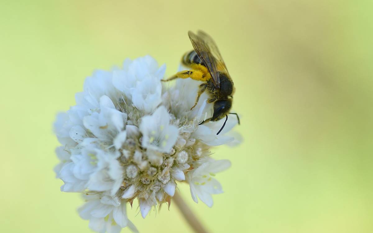 Haarige Bestäuber: Viele Wildbienen haben eine pelzige Behaarung. So auch die Gelbbindige Furchenbiene (Halictus scabiosae).