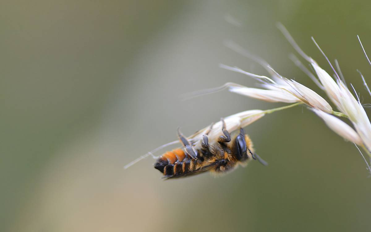 Die Bunte Blattschneiderbiene (Megachile versicolor) zeichnet sich vor allem durch ihr buntes Erscheinungsbild aus.