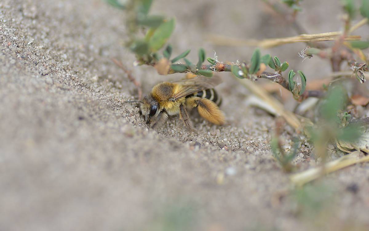 Meister des Transports: Hosenbienen haben an den Hinterbeinen besonders feine Haare, an denen viel Pollen hängen bleibt.