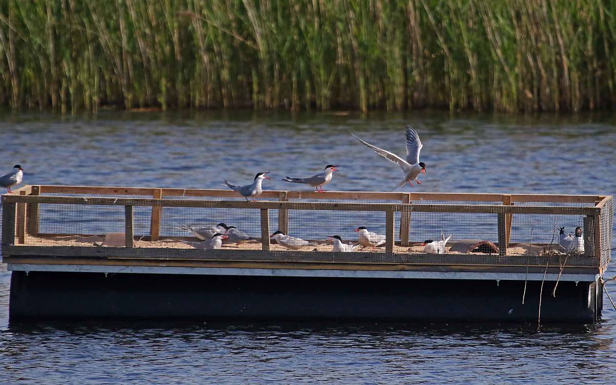 Achtung, hungriger Fischotter: Eine Umzäunung sollte die Flussseeschwalben auf den Plattformen schützen – leider ohne Erfolg.