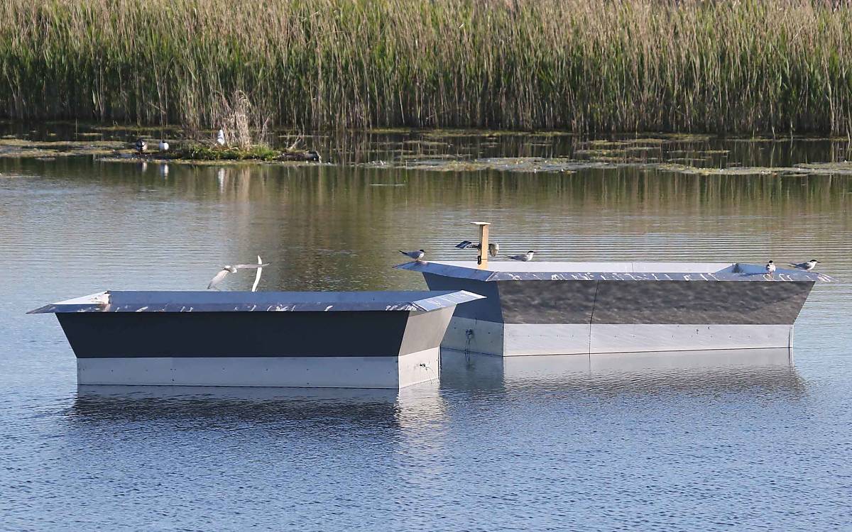 Erste Gäste: Die Seeschwalben nehmen die neuen ungewöhnlichen Brutboote gut an.