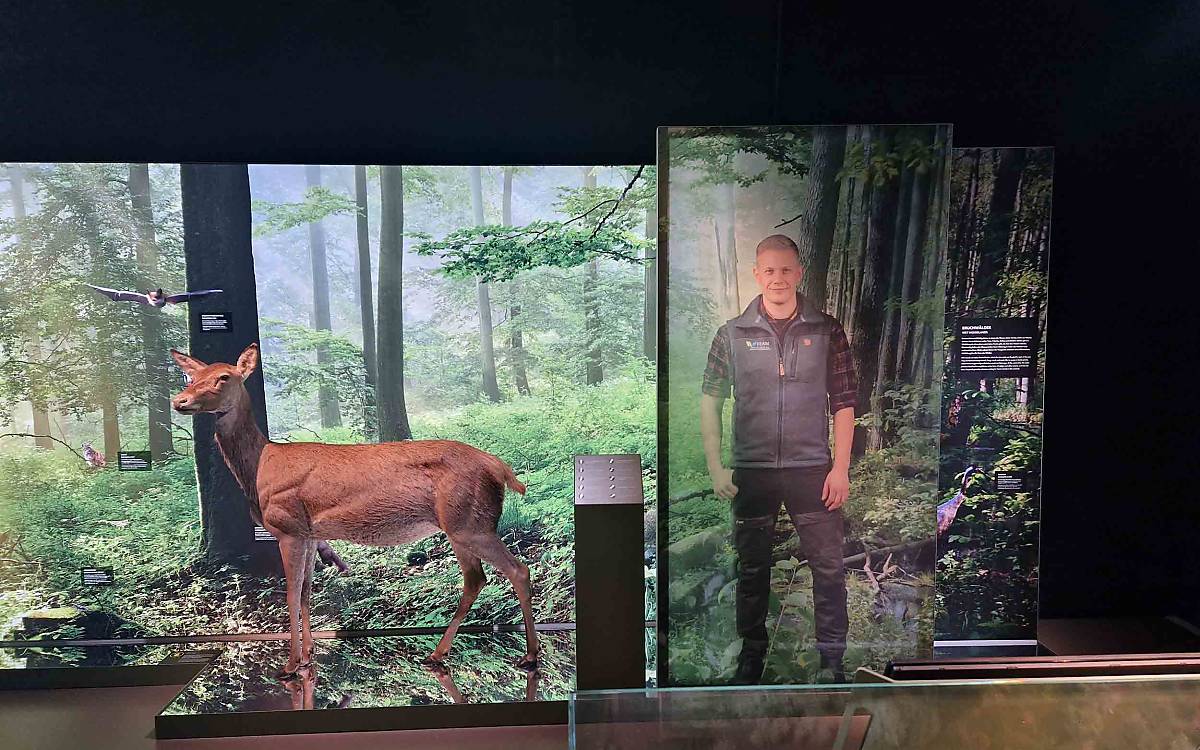 station-wald_lukas-lindemann-quer_jg