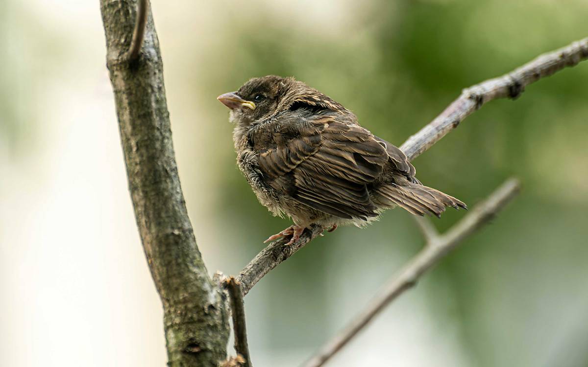 Haussperling-Ästling (Passer domesticus)