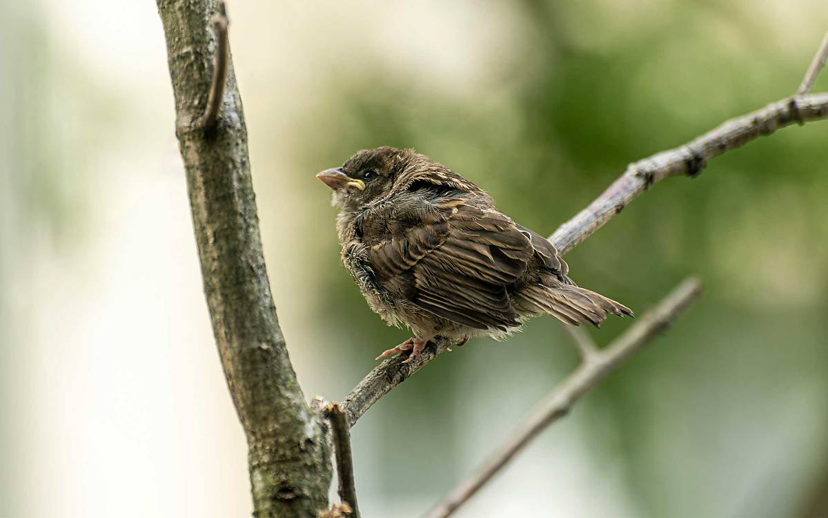 Und wenn die Eltern auf Futtersuche sind, hilft nur Geduld. Das Haussperlingsküken wartet auf ihre Rückkehr.
