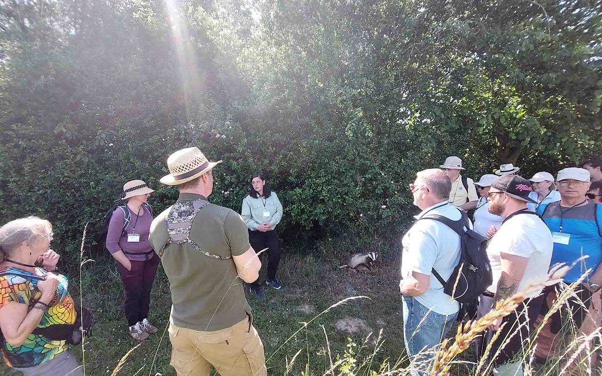 Unterwegs durch Feldflur und Wald begegneten die Teilnehmerinnen und Teilnehmer immer wieder Wildtieren, zu denen Jägerin Katja Selke viel zu erzählen wusste. Hier saß ein Dachs in der Runde – natürlich nur als Präparat.