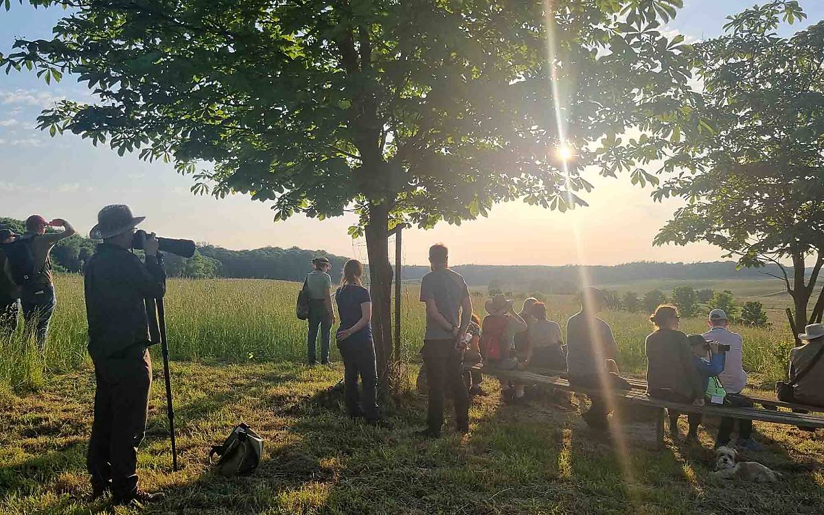 Wer den König des Offenlandes nicht zu Gesicht bekam, genoss einfach die tolle Abendstimmung.