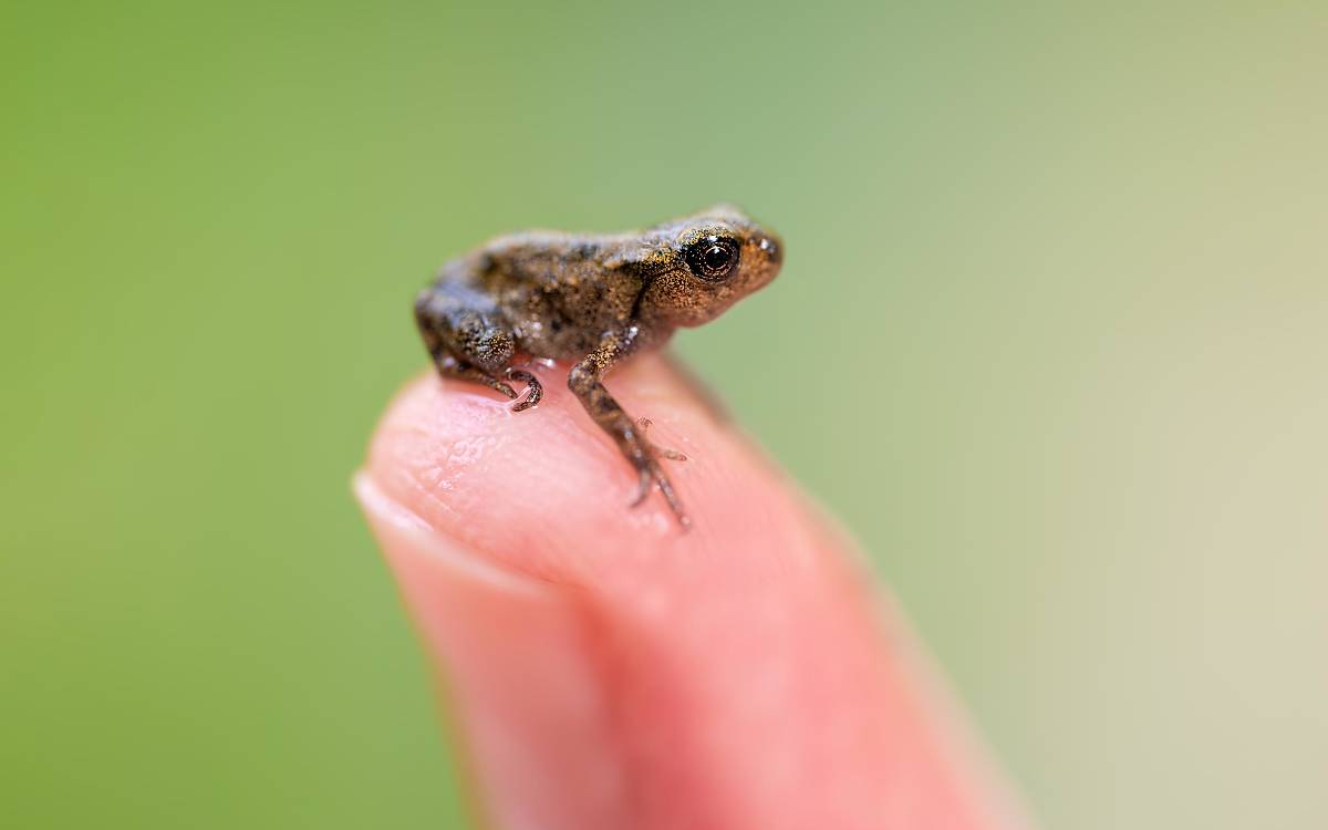 Die junge Erdkröte (Bufo bufo) ist kaum so groß wie ein Finger.