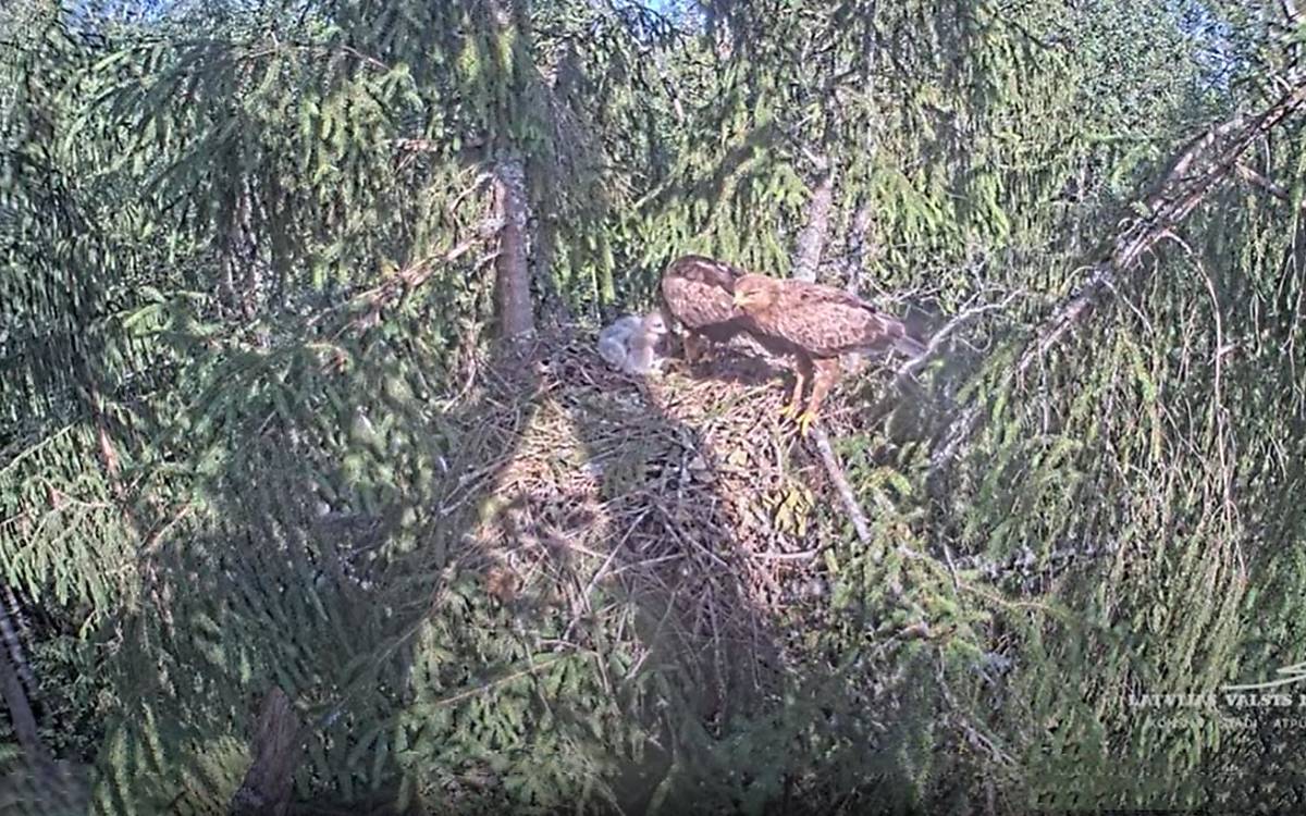 Die ganze Familie zusammen: Das Männchen hat gerade eine Heuschrecke gebracht, die das Weibchen gleich an das Küken verfüttert.