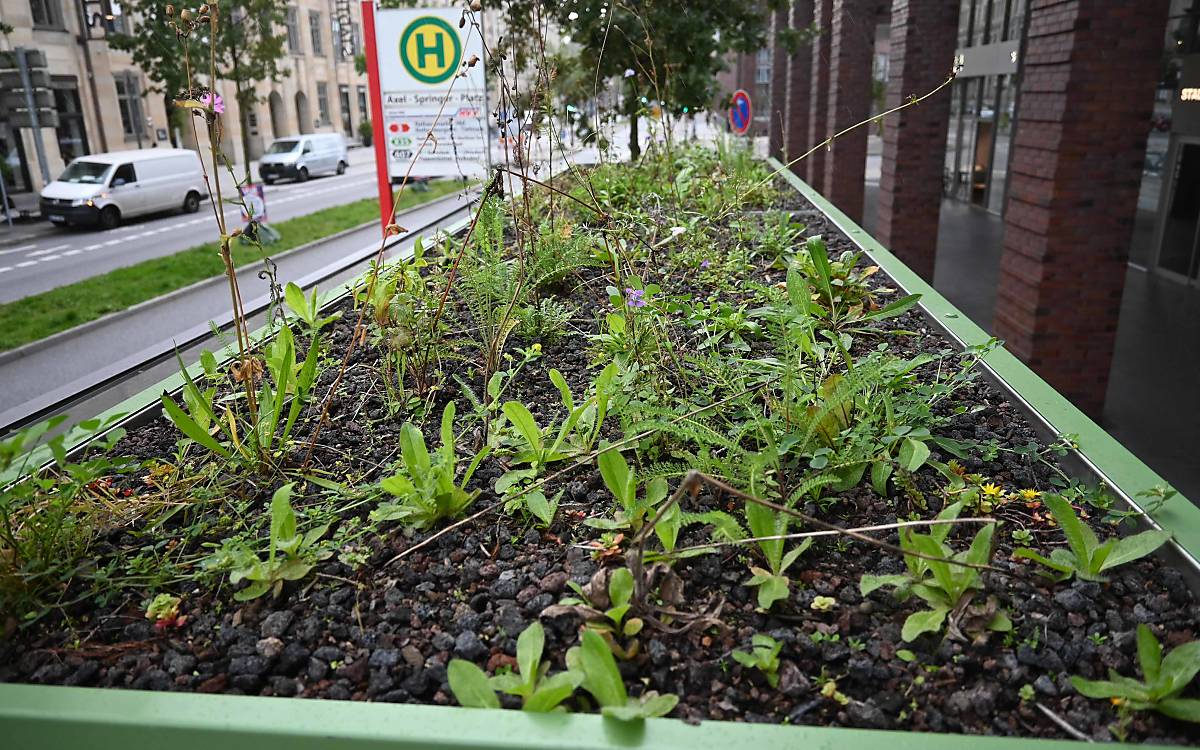 fahrgastunterstandbegruenung-stadthausbruecke-2021_deutsche-wildtier-stiftung