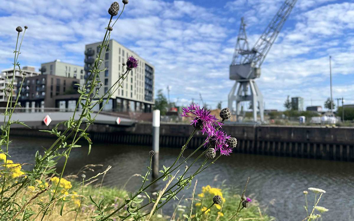 Wiesenflockenblume in der Hamburger HafenCity
