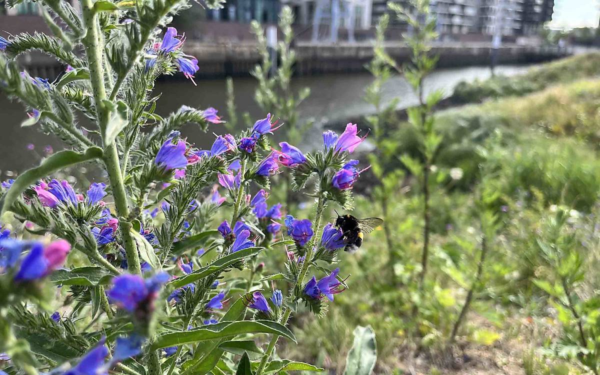 Punktuell blüht es schon: Am Rande des Baakenparks locken die blauen Blüten des Natternkopfes (Echium vulgare) viele Wildbienen an.