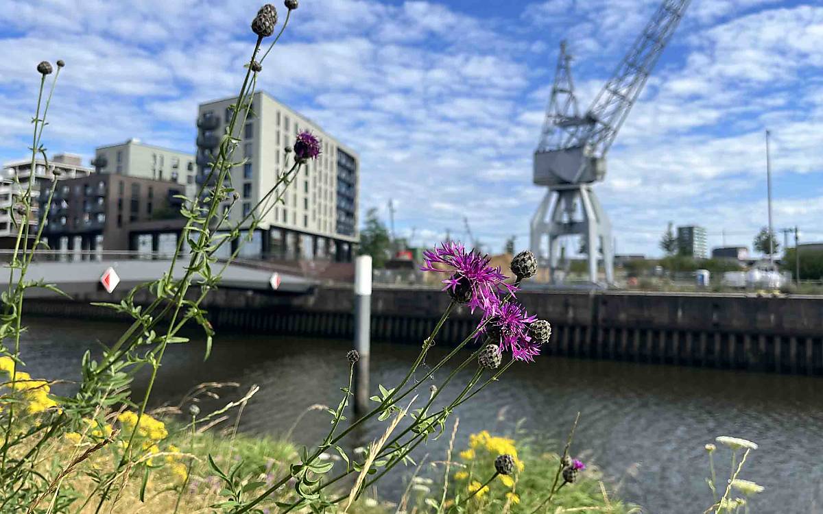 wiesenflockenblume_anja-jahn