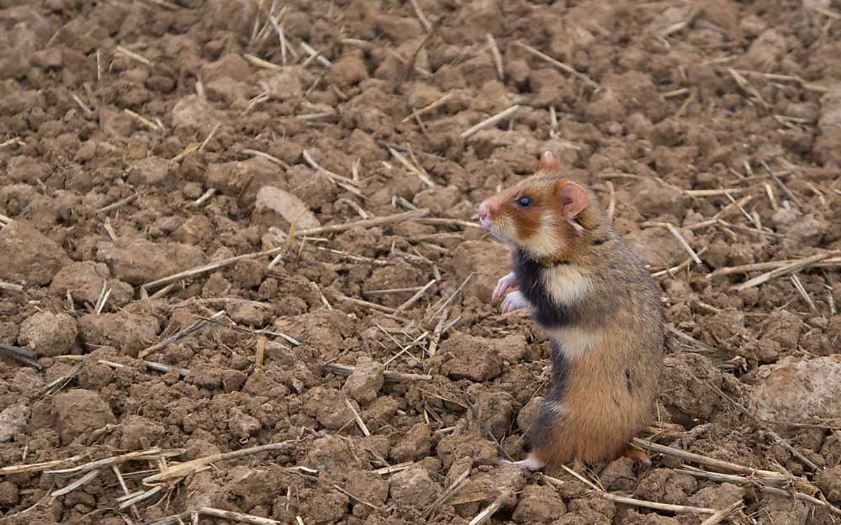 Trübe Aussichten für den Feldhamster: Die konventionelle Ernte hinterlässt ein leergeräumtes Feld.