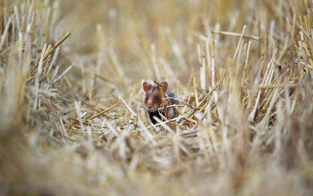 Hier hat der Landwirt rücksichtsvoll geackert: Nach der Ährenernte findet der Feldhamster noch Deckung und Futter.