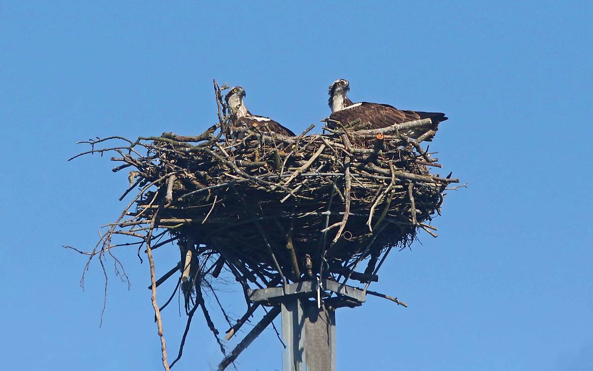 Alljährliche Rückkehr: Im Frühjahr kommen die Fischadler aus den Winterquartieren nach Klepelshagen zurück und beginnen sofort mit dem Horstausbau.