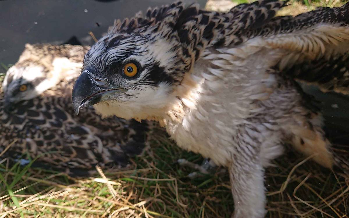 Toller Bruterfolg: Im Juli werden jedes Jahr die Jungvögel in den Horsten beringt. Diese beiden jungen Adler stammen aus einer erfreulichen Dreierbrut.