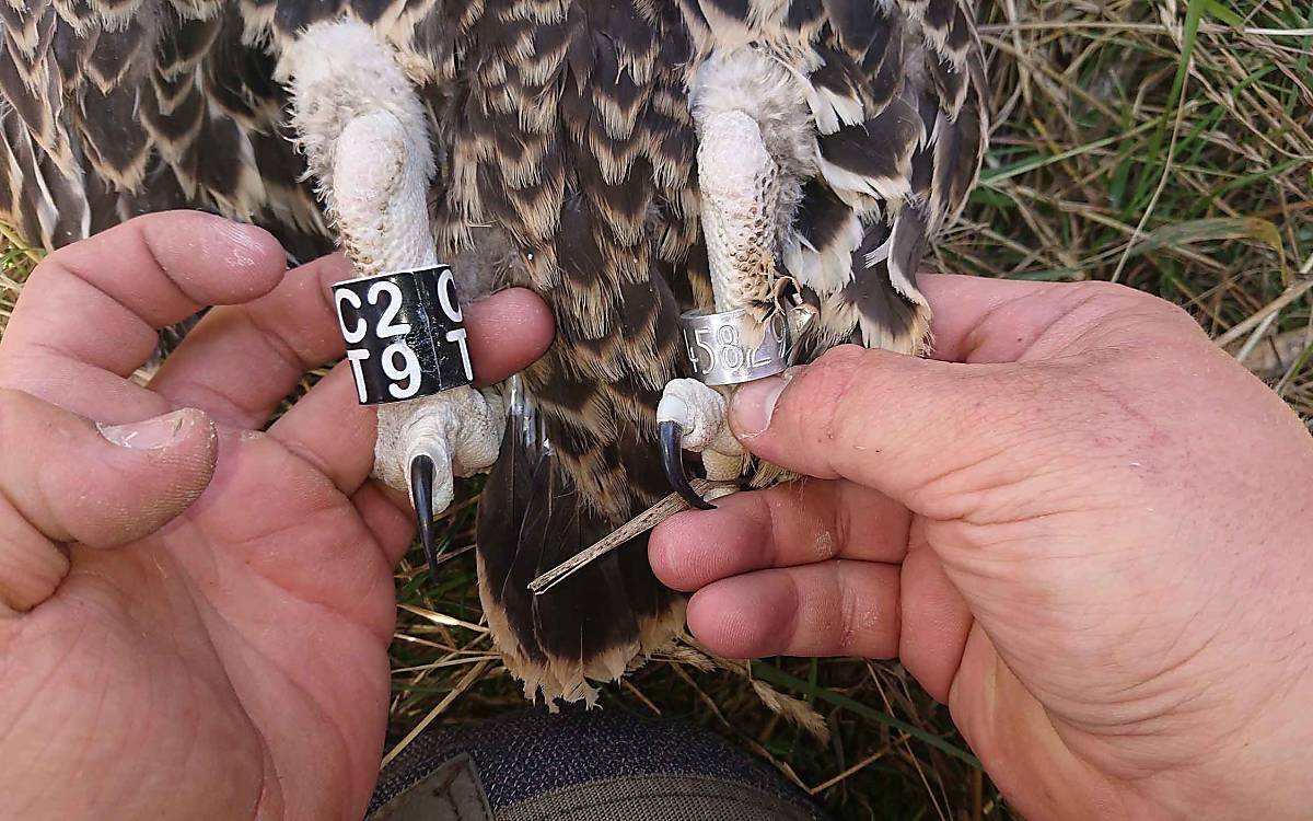 Gut sichtbar: Die Adler werden mit speziellen Farbringen markiert. Die Ringe ermöglichen es Vogelforschern, die Tiere aus weiter Entfernung individuell zu erkennen.