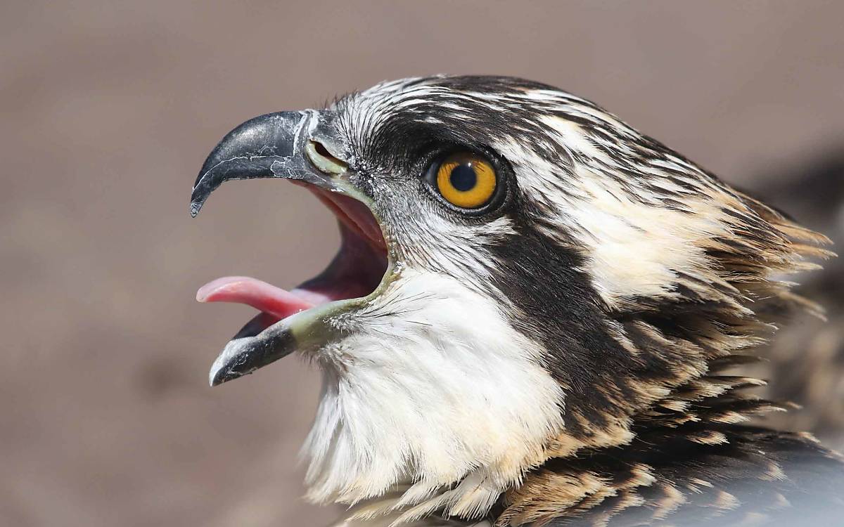 Halbstarker Jungvogel: Er wird noch einige Tage von den Altvögeln versorgt, bevor es auf den Zug in die Winterquartiere geht.