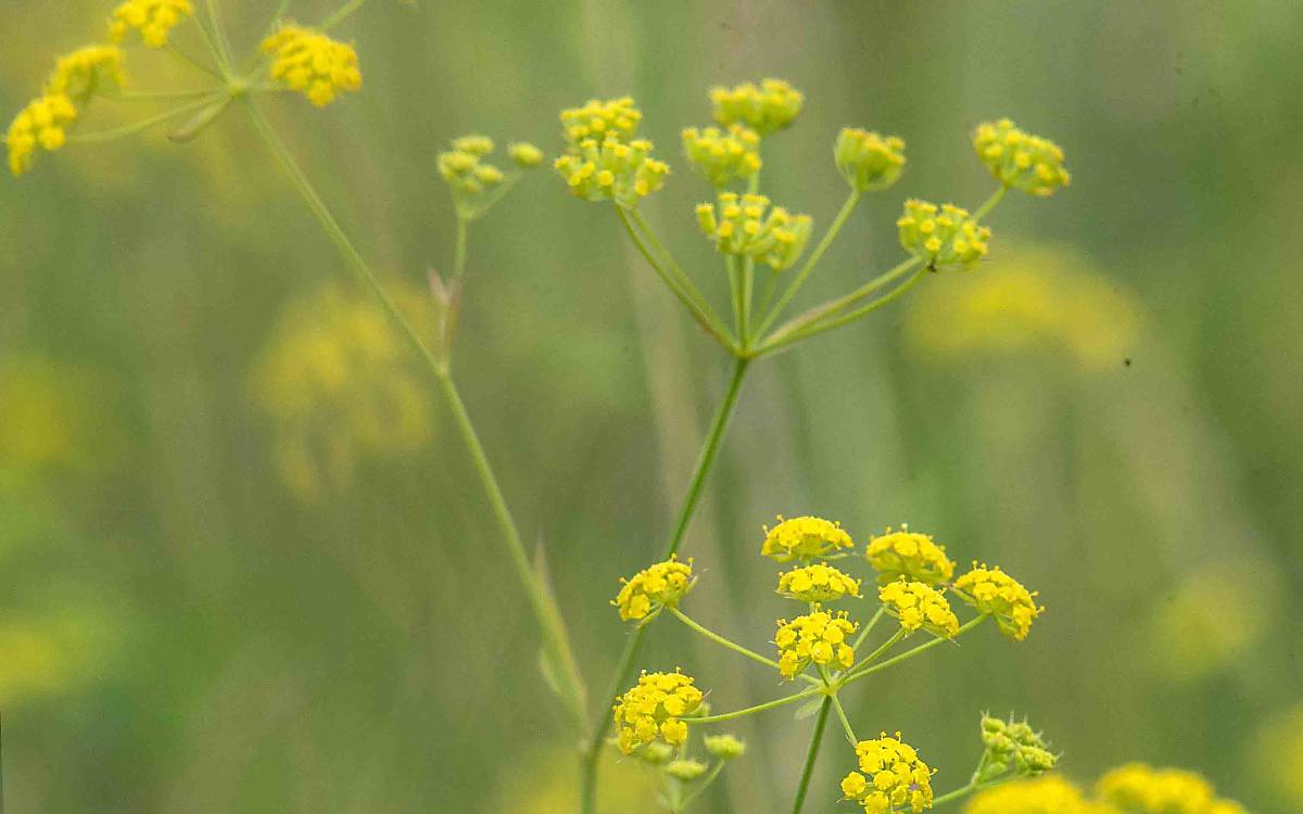 Wilde Pastinak (Pastinaca sativa) hat gelbe Blütenstände und möhrenähnliche Wurzeln. 