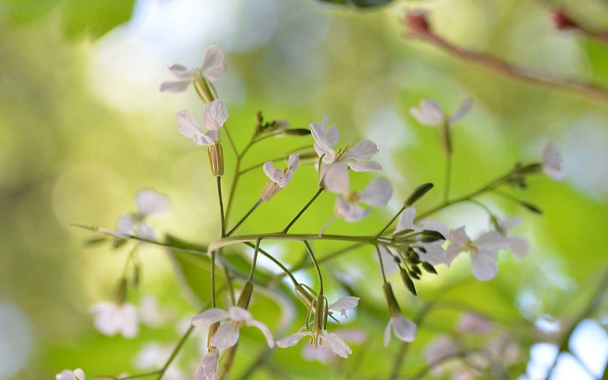 Blühendes Gemüse: Werden Radieschen nicht geerntet, wachsen ihre Stängel schnell in die Höhe und kommen zur Blüte. Das freut Wildbienen und andere Insekten.