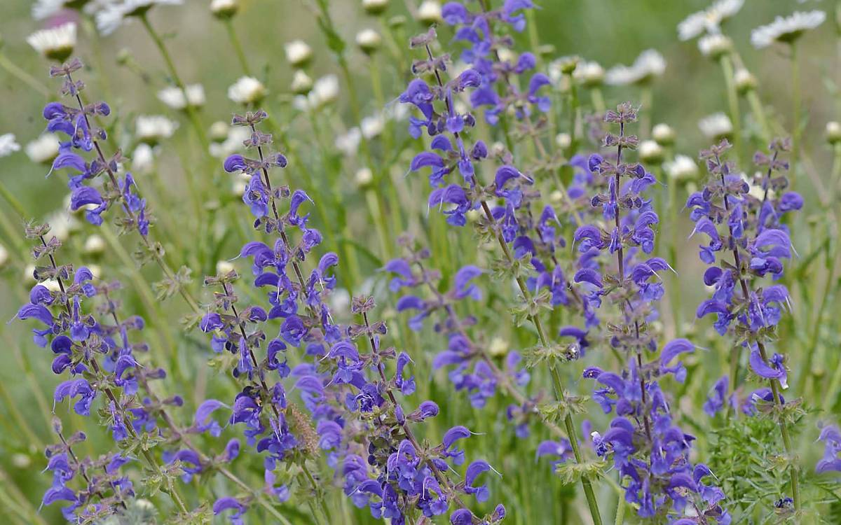 Er mag es gerne trocken: Wiesensalbei (Salvia pratensis) gedeiht auch prächtig, wenn es längere Zeit nicht regnet.