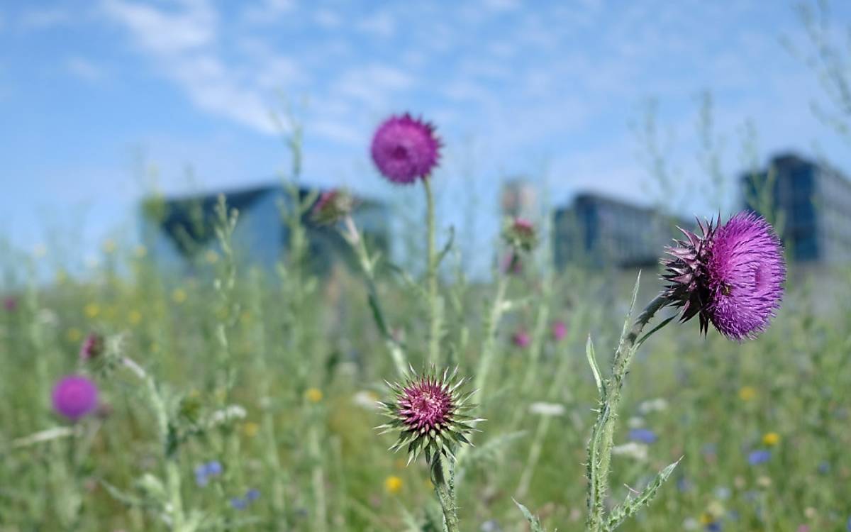 Kein Problem mit langen Durststrecken: Die Wurzeln der Nickenden Distel (Carduus nutans) reichen bis tief in die Erde und versorgen die Pflanze zuverlässig mit Wasser.