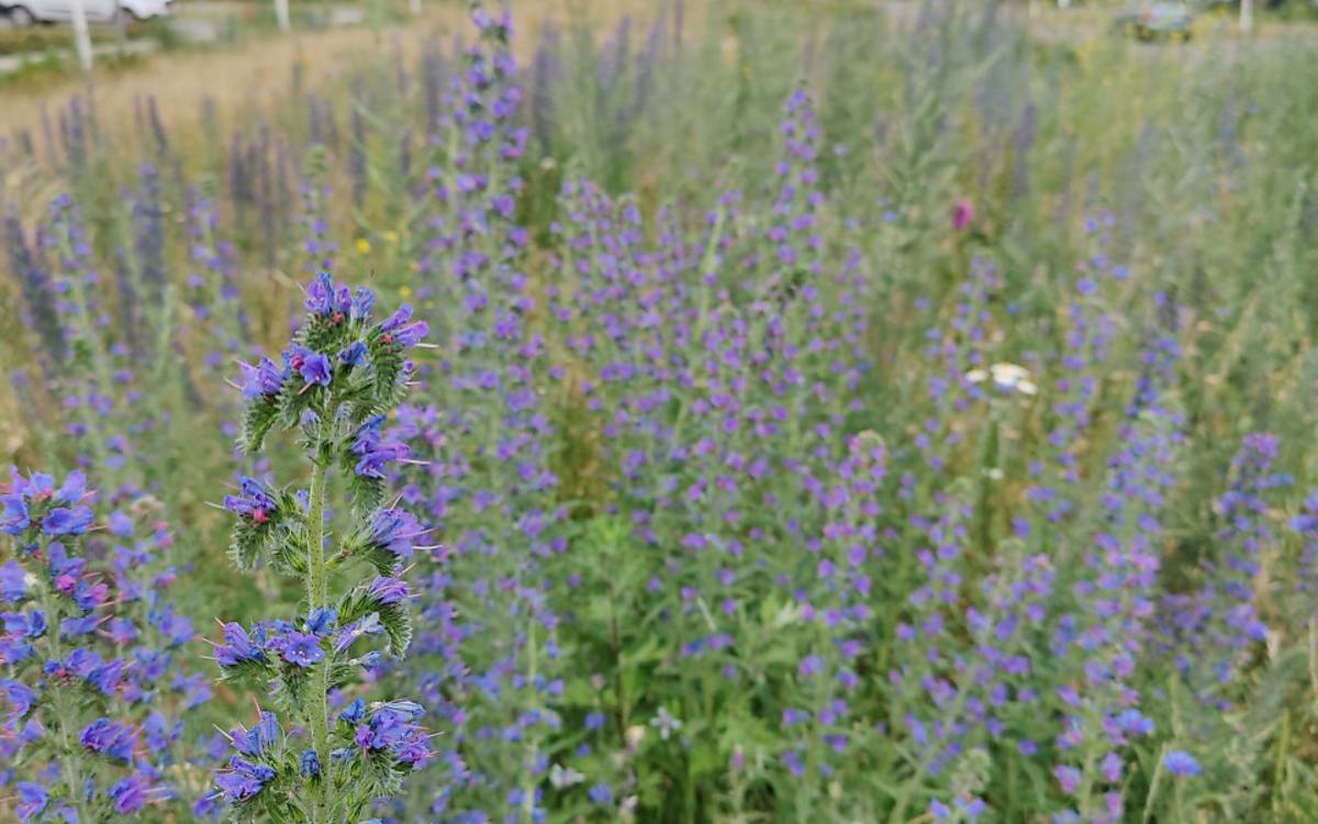 Hübscher Wildbienen-Magnet: Der Gewöhnliche Natternkopf (Echium vulgare) eignet sich für trockene, sandige Standorte.