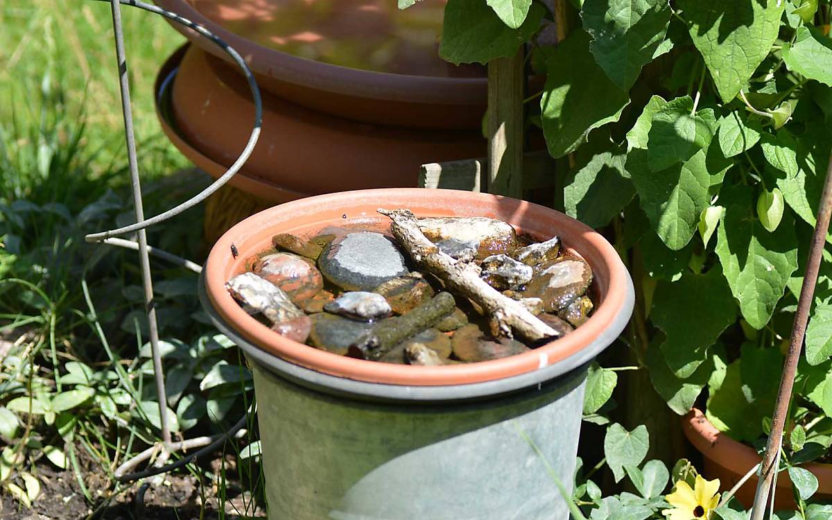 Dankbare Abkühlung: Wildtiere, wie Insekten oder Eichhörnchen, freuen sich über künstliche Wasserstellen.