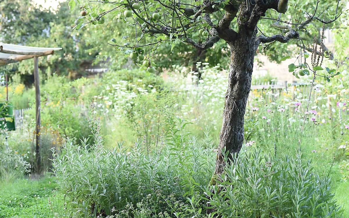 Kostenlose Klimaanlage: Bäume spenden wertvollen Schatten und kühlen durch Verdunstung über ihre Blätter die Umgebung.