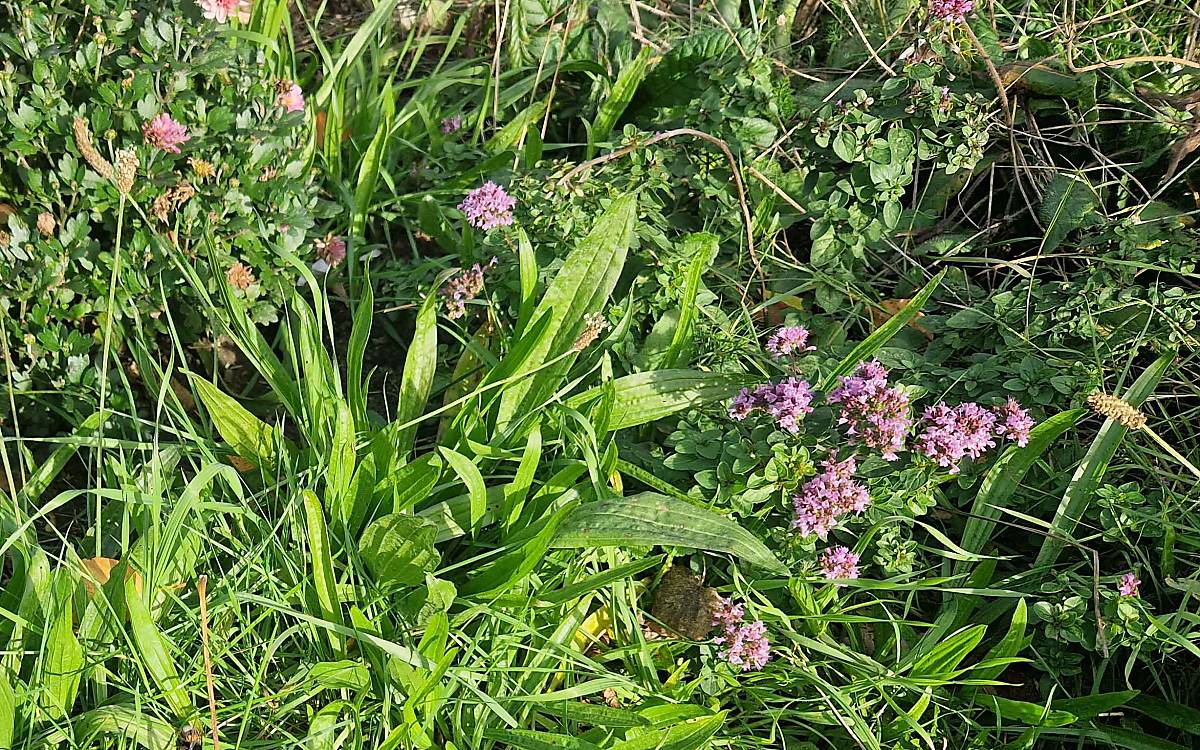 Dufter Beetbewohner: Wilder Oregano (Origanum vulgare) zieht mit seinen lilafarbenen Blüten Insekten an und ist robust. Hier sprießt er auf einer unserer Projektflächen an der U-Bahn-Station Schlump in Hamburg.