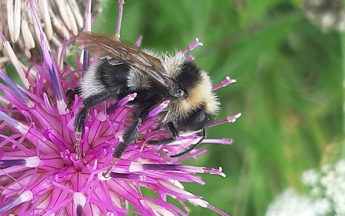 Warum „Kuckuckshummel“? Wie der Kuckuck legt sie ihre Eier in fremde Nester – und lässt den Nachwuchs von anderen Hummelarten großziehen.