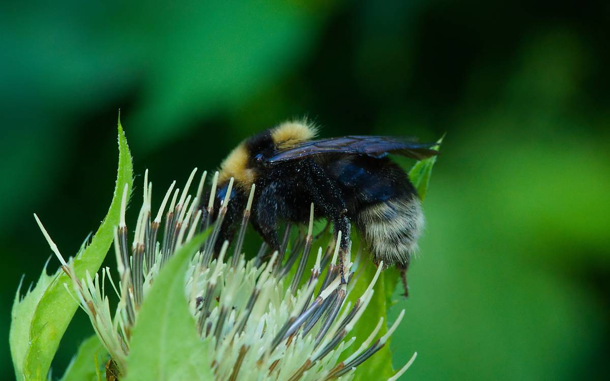 Bärtige Kuckuckshummel (Bombus barbutellus)
