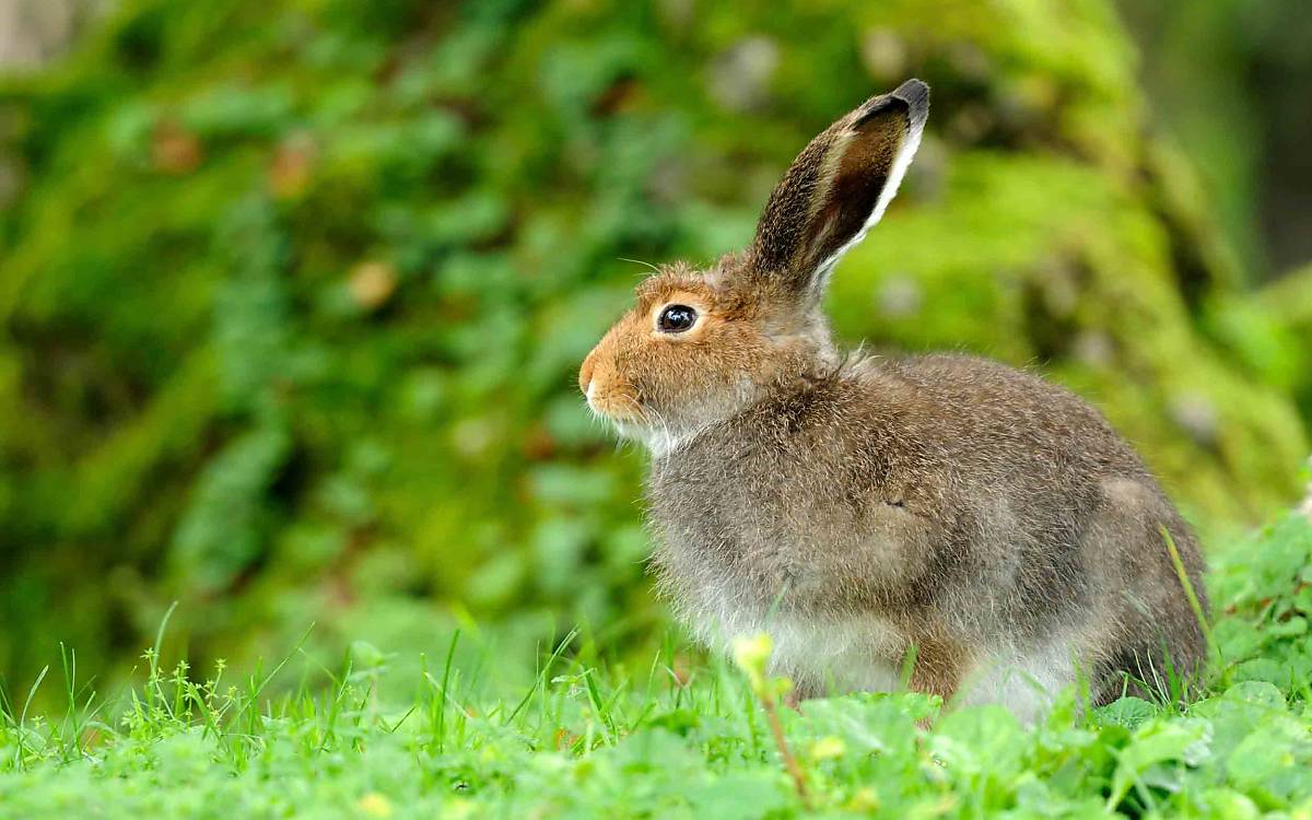 Haargenau richtig: In seinem graubraunen Sommerfell ist der Alpenschneehase (Lepus timidus varronis) bestens an seine Umgebung angepasst.