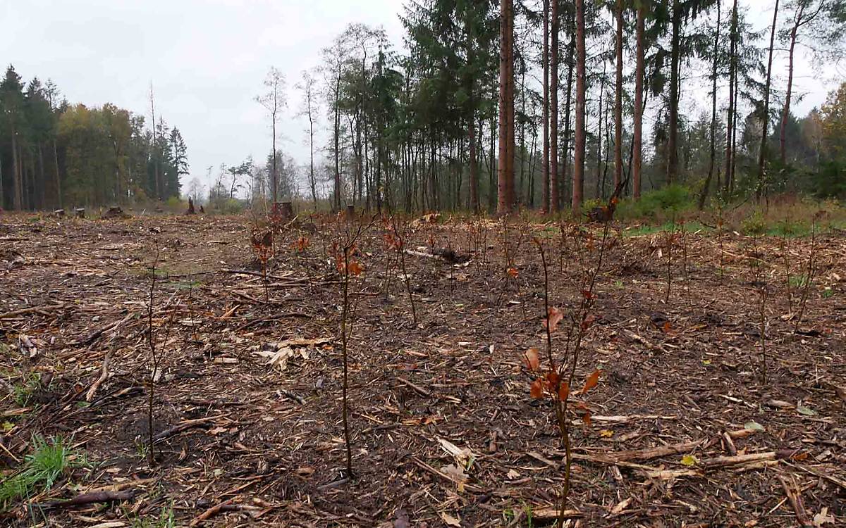 Hier entsteht ein widerstandsfähiger Mischwald: Auf einer ehemals sturmgeschädigten Fläche wachsen jetzt junge Buchen – ein wichtiger Schritt für die Artenvielfalt.