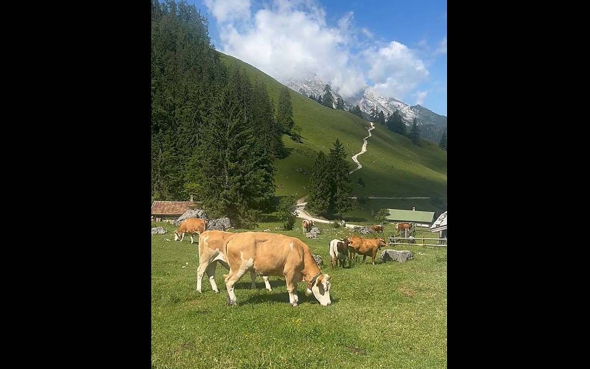 Im Podcast konnte man die Glocken der Kühe hören. Hier kann man sehen, wie es im Nationalpark Berchtesgaden aussieht