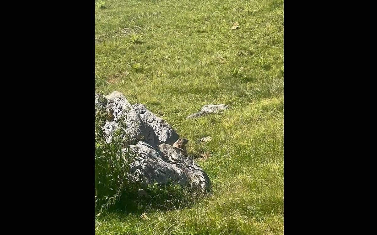 Hendrik und Klaus haben dieses Murmeltier beobachten können, das neugierig aus dem Bau schaut
