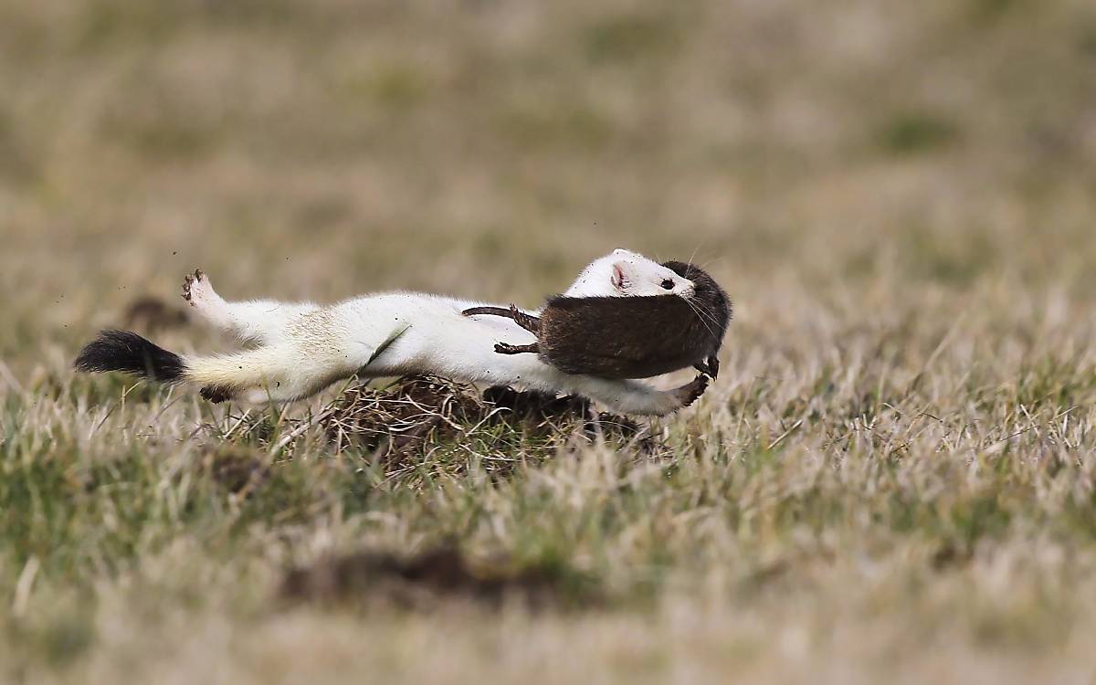 Das Hermelin (Mustela erminea) wird auch Großes Wiesel genannt