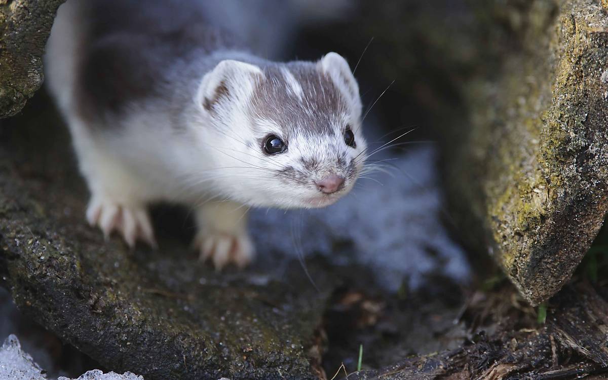 Hermeline nutzen verlassene Baue anderer Tiere, um sich zu verstecken